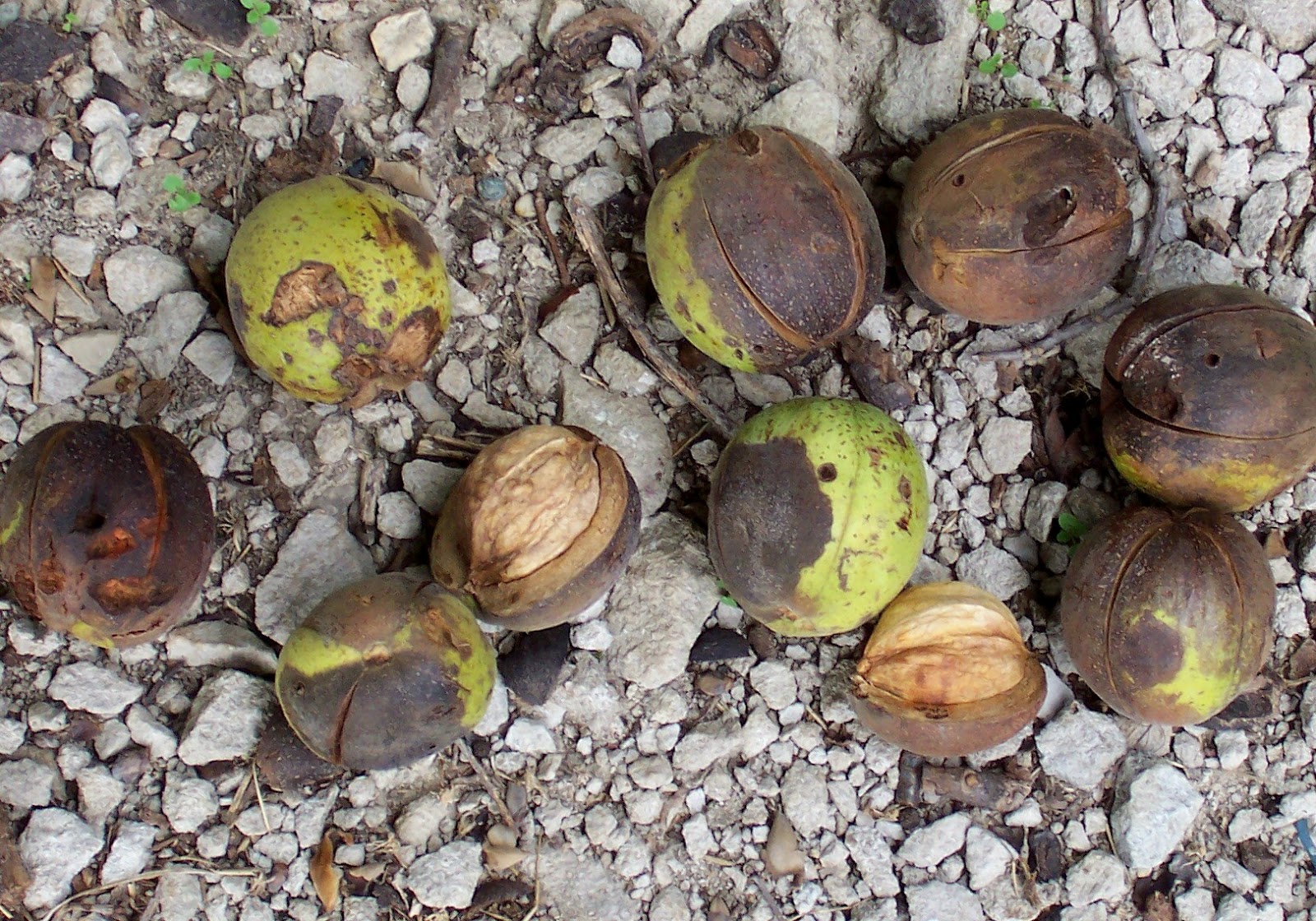 I Garden In Flip Flops Gathering Shell Bark Hickory Nuts