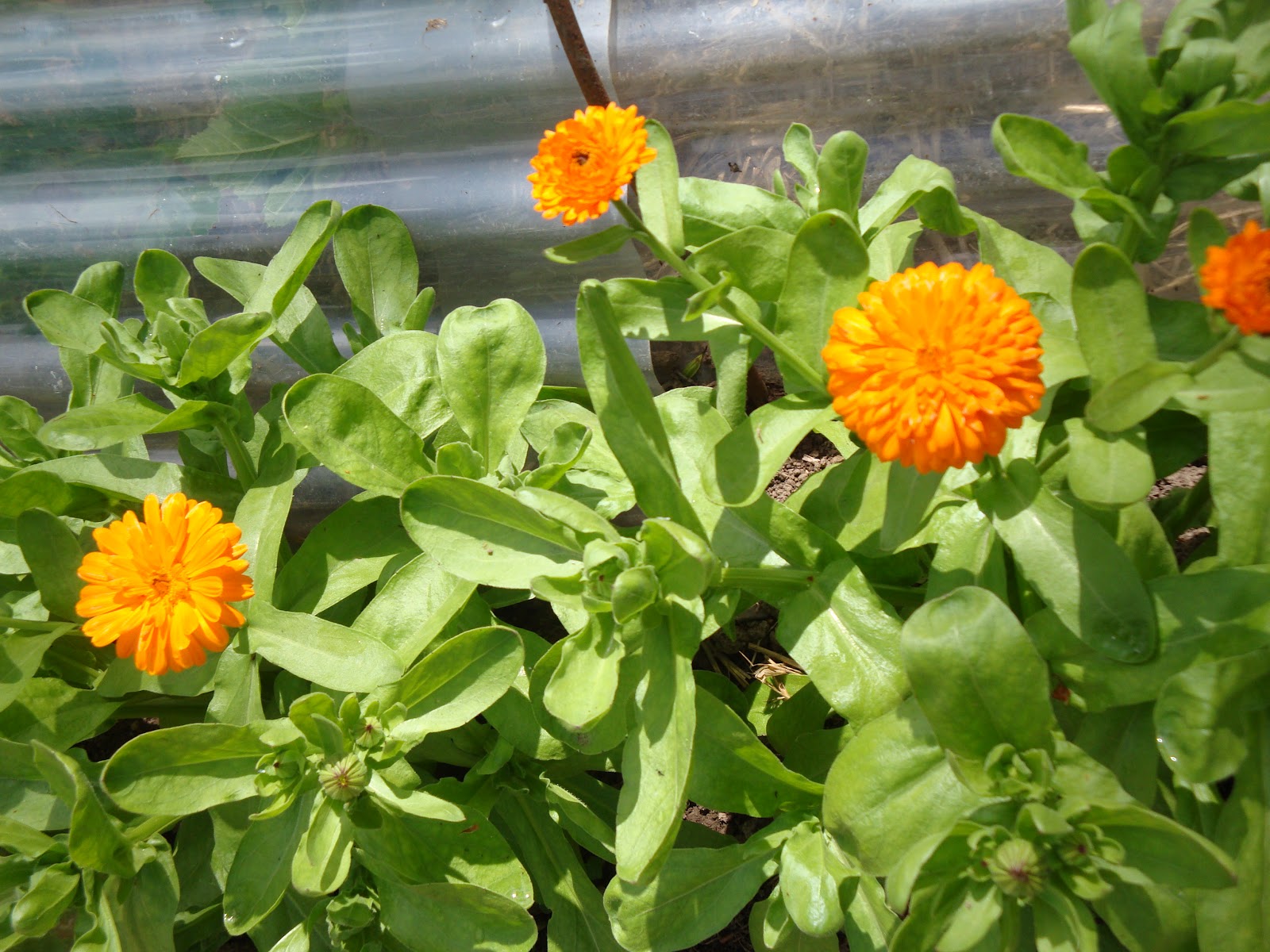 Edible Flowers Calendula Kidsinthegarden