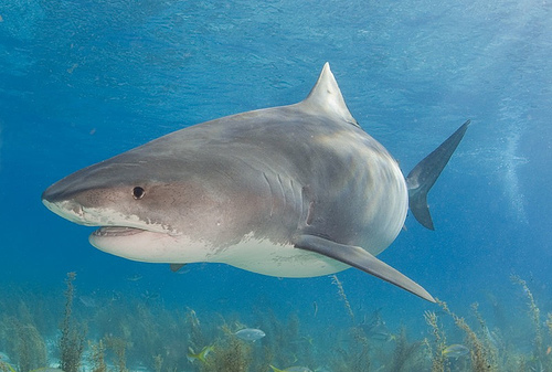 Tiger shark looks like gw Tiger shark looks like gw