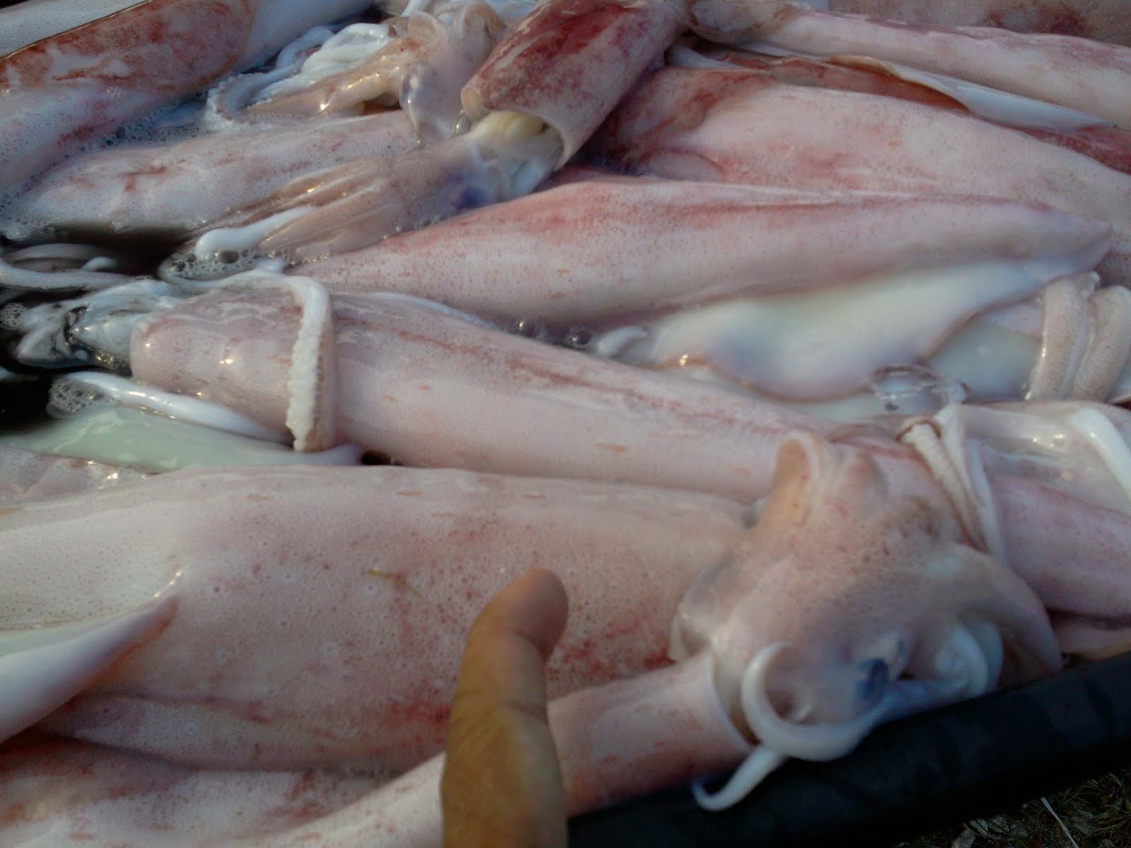 Sotong Mahalnya Sotong