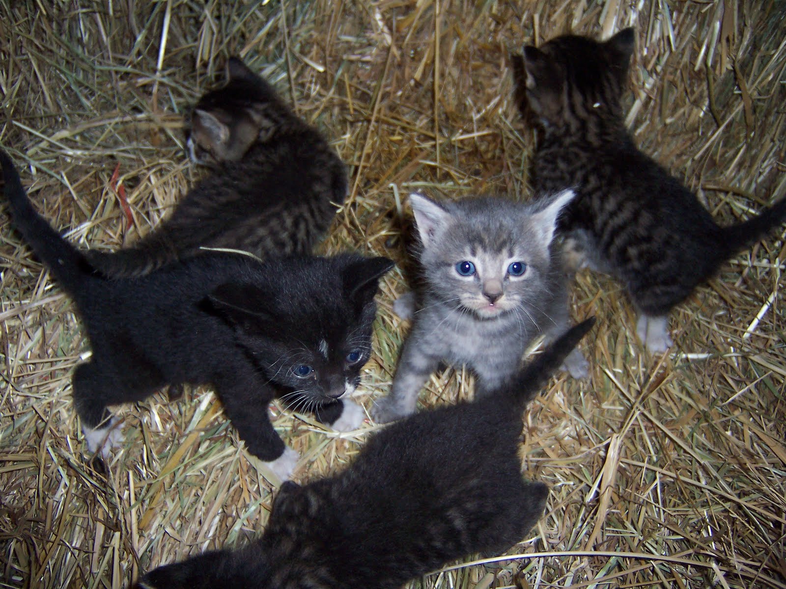 Omache Farm Barn Kittens!