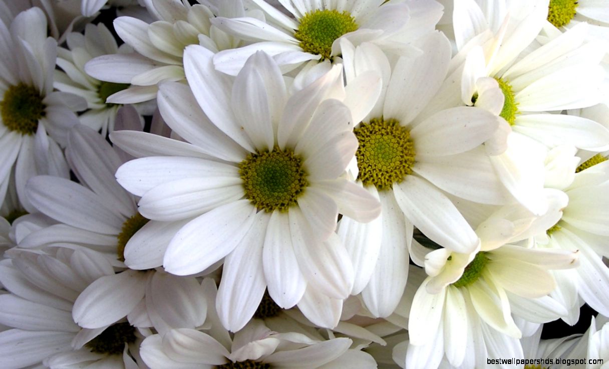 Multi Wallpapers Hd Cool Hd Wallpaper flowers Download Mac 2015 Multi Wallpapers Hd Cool Hd Wallpaper flowers Download Mac 2015