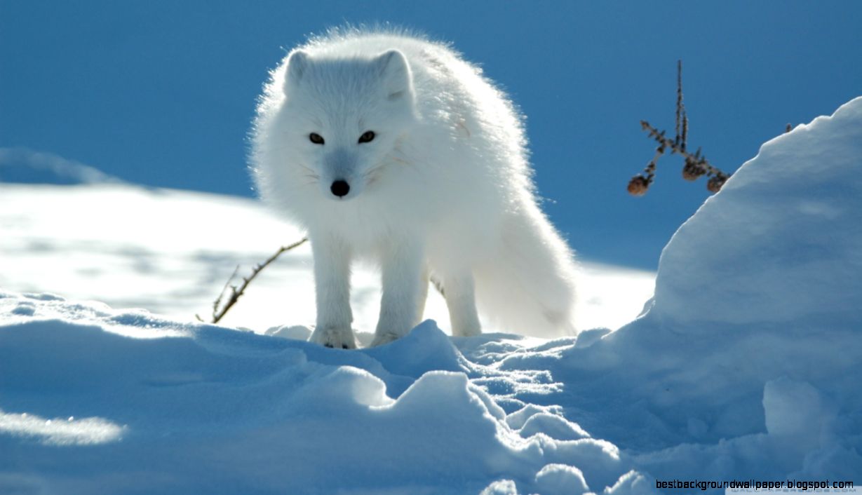 White Fox HD desktop wallpaper  High Definition  Fullscreen White Fox HD desktop wallpaper  High Definition  Fullscreen