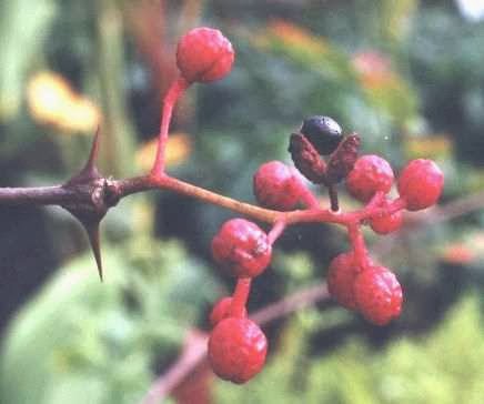 花椒の実:  癌や認知症などの難病予防に!