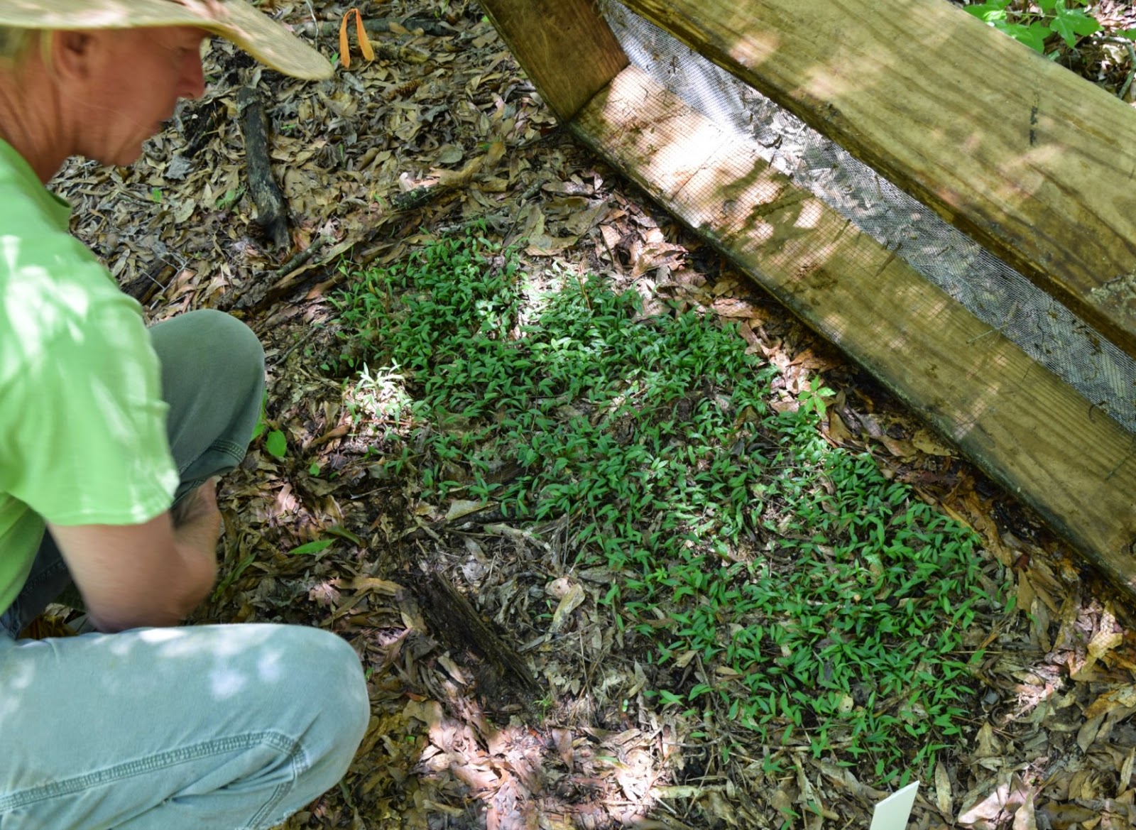 Using Native Plants Supporting Small Native Plant Nurseries