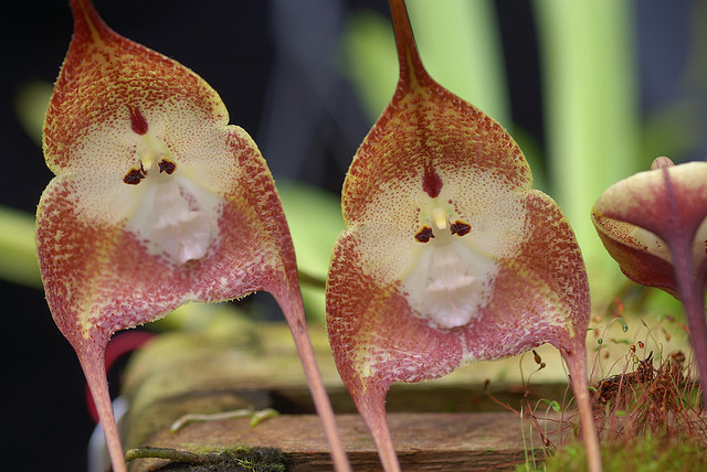 زهرة غريبة الشكل تحمل ملامح قرد في غابات بيرو.... Monkey+orchid+2
