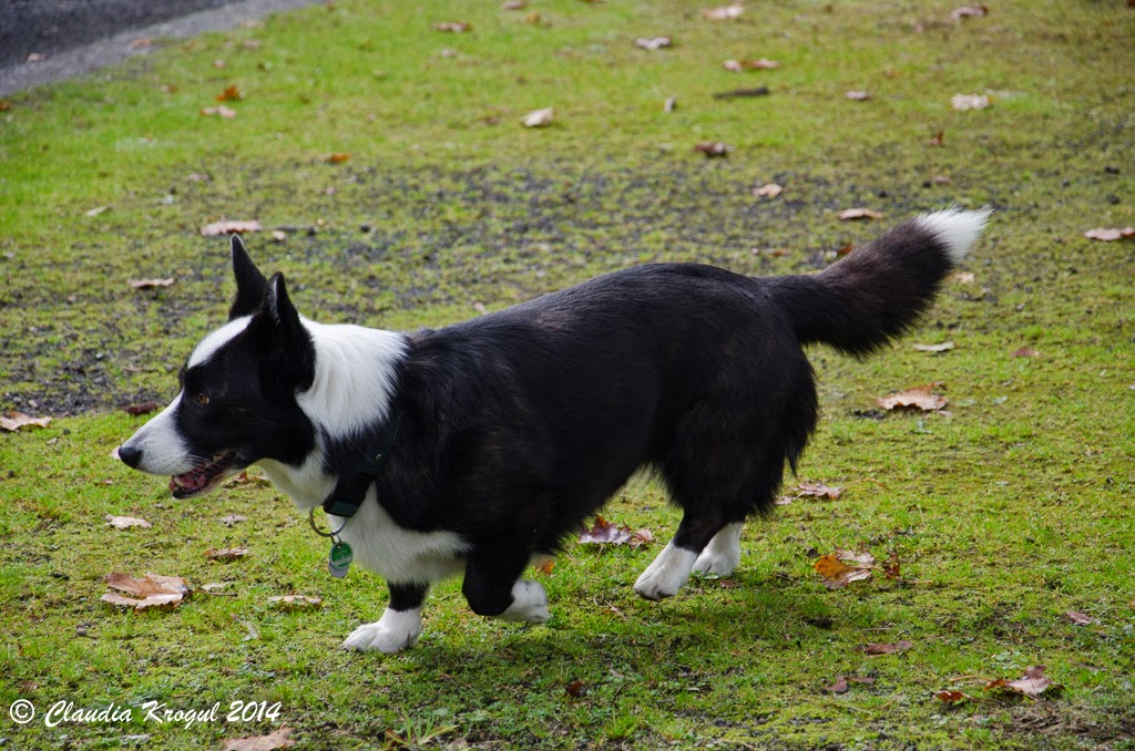 Dickydackel Blog Corgi Treffen In Munster Hiltrup