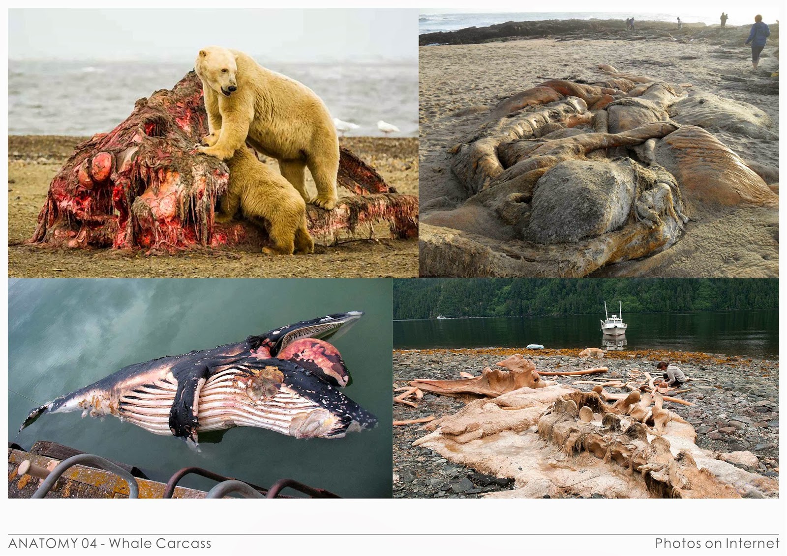 Whale's Anatomy: Jonah's House, the idea. | C.K. Chuang EXCESSIVE