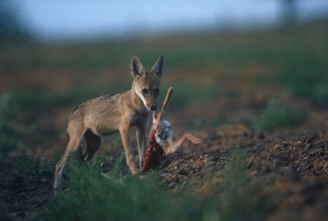 Bunny Eats Wolf