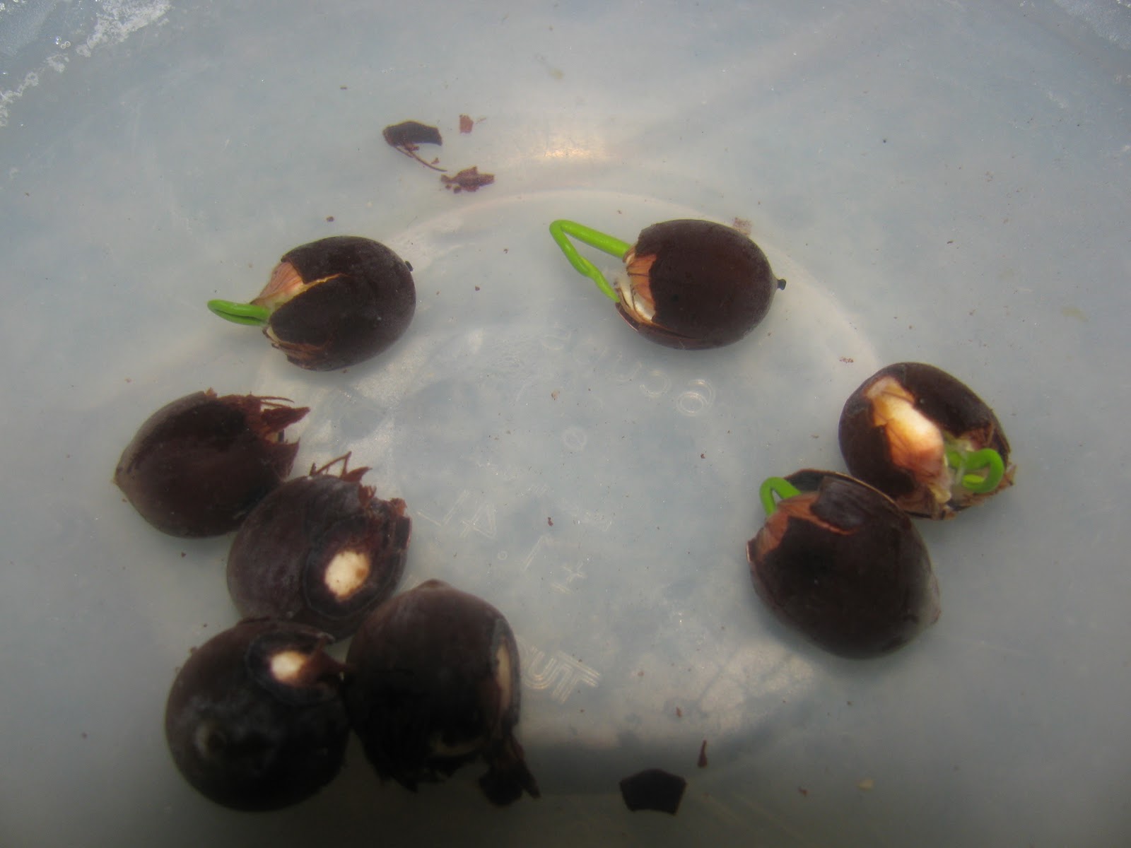 In the Garden How to grow Lotus from seed....step by step!