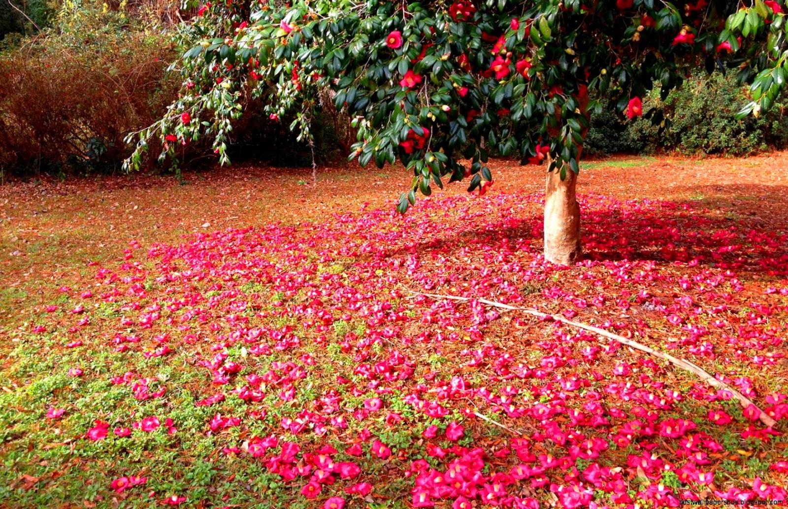 Camellia Bloom Camellia Bloom
