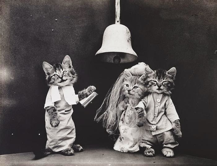 paper lantern Victorian cats