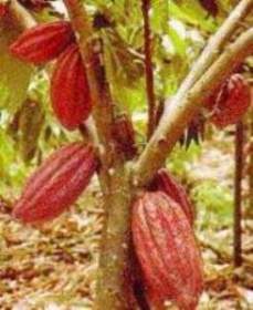 El cultivo Cacao