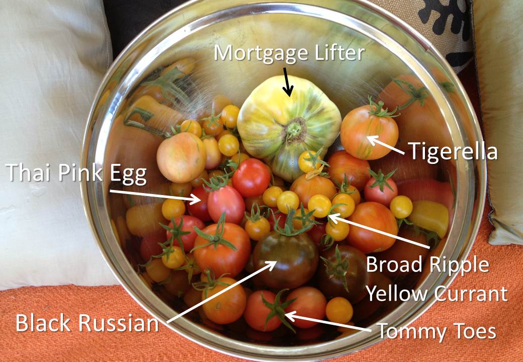 The Benefits of Growing Heirloom Tomatoes The Greening of Gavin