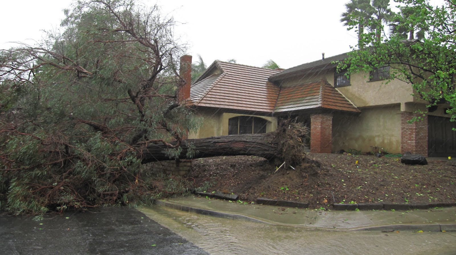 California Garners The story of the eucalyptus tree.