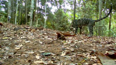 Macan dahan