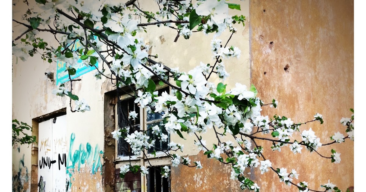 White Blossom On Plaster Wall Cafe Warszawa White Blossom On Plaster Wall Cafe Warszawa