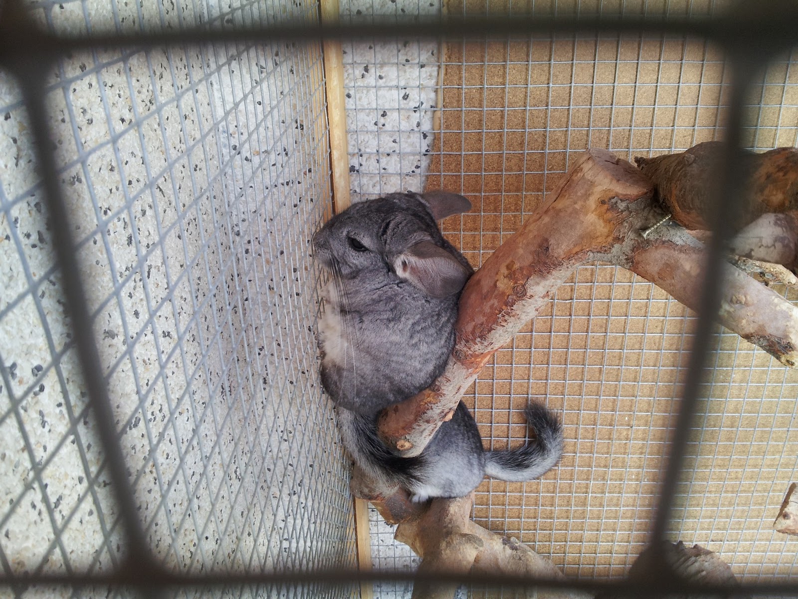 Artilugios en casa Jaula para chinchillas