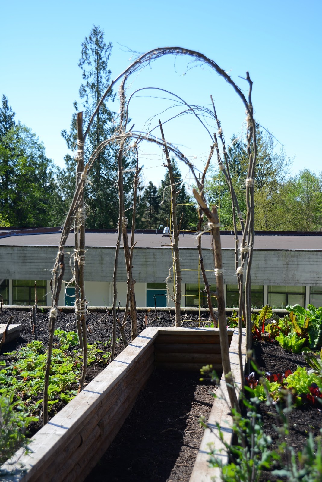 Bean Archway How to build one with a group of students… Sprouting Chefs The Blog