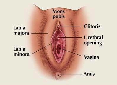 Types Of Clitoris