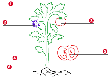 MISS ALINA'S CLASS: "PLANTS OH PLANTS" SECOND GRADE HOMEWORK JANUARY 9TH.