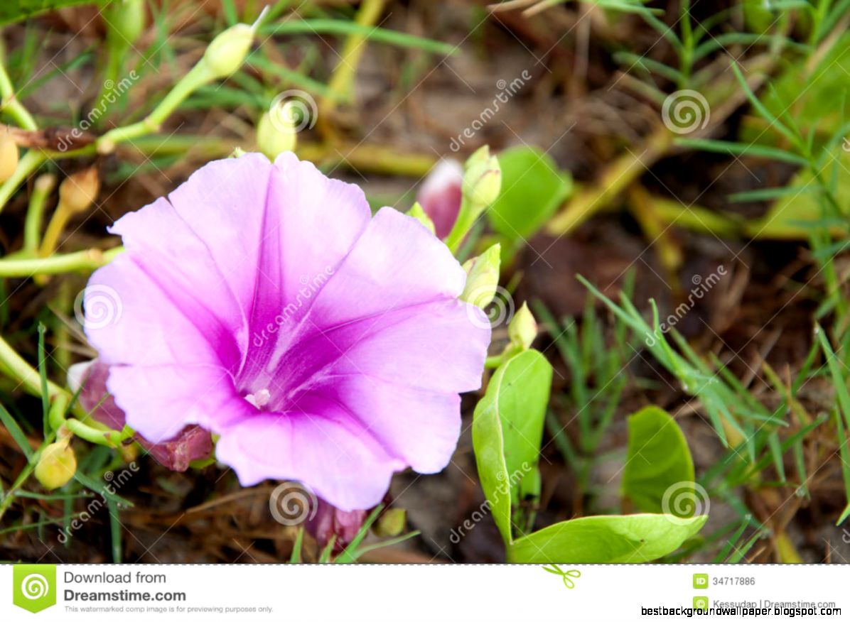The Purple Flower On The Beach Royalty Free Stock Image   Image The Purple Flower On The Beach Royalty Free Stock Image   Image