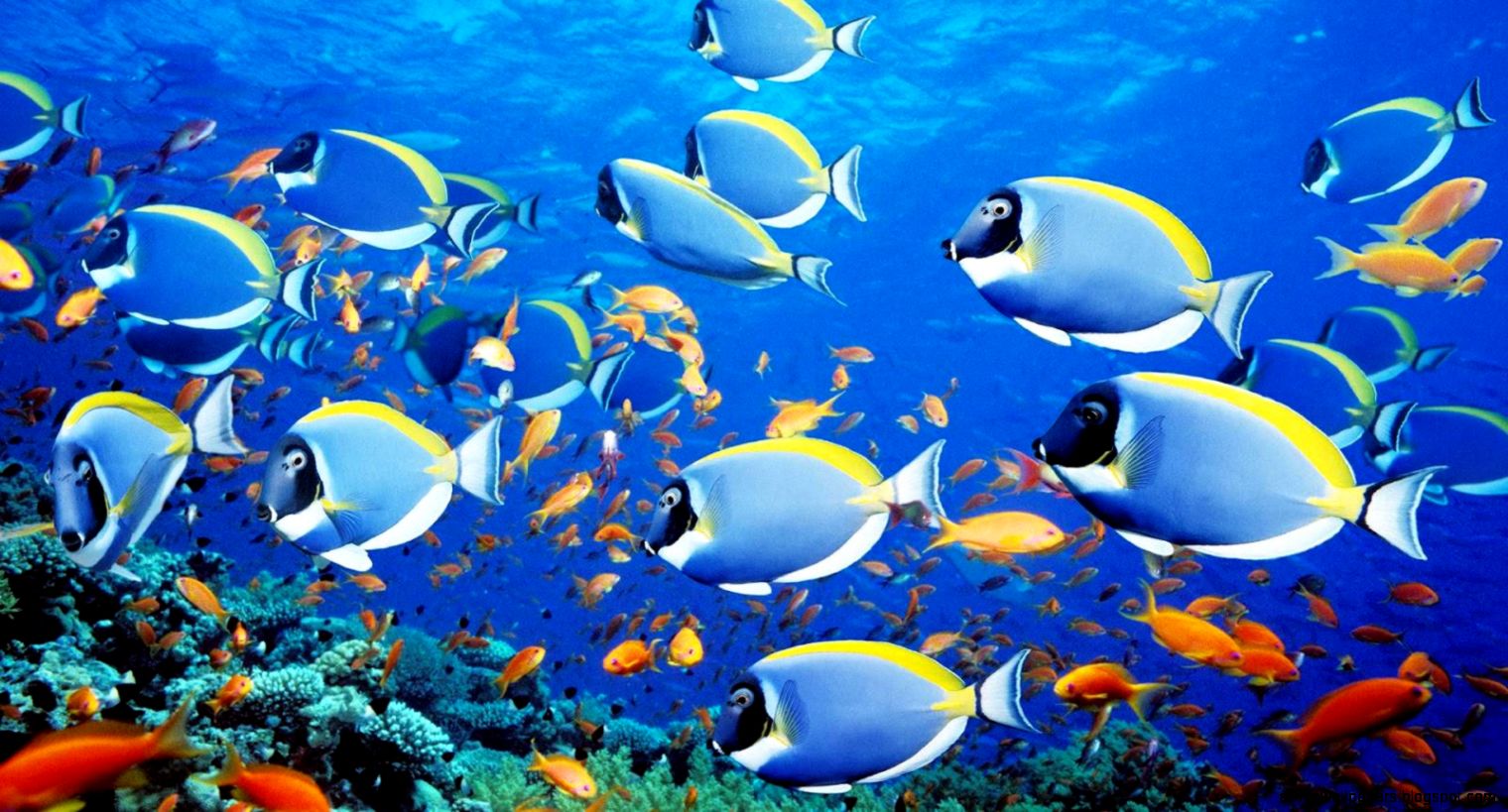 Amazing Fish Wallpaper Img Need Amazing Fish Wallpaper Img Need