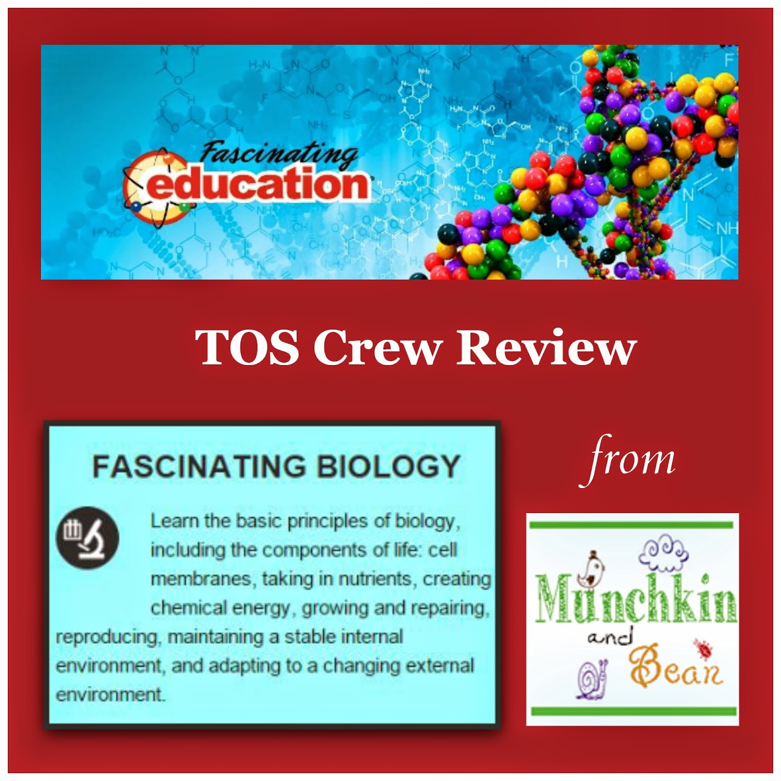 Munchkin and Bean Fascinating Education Review