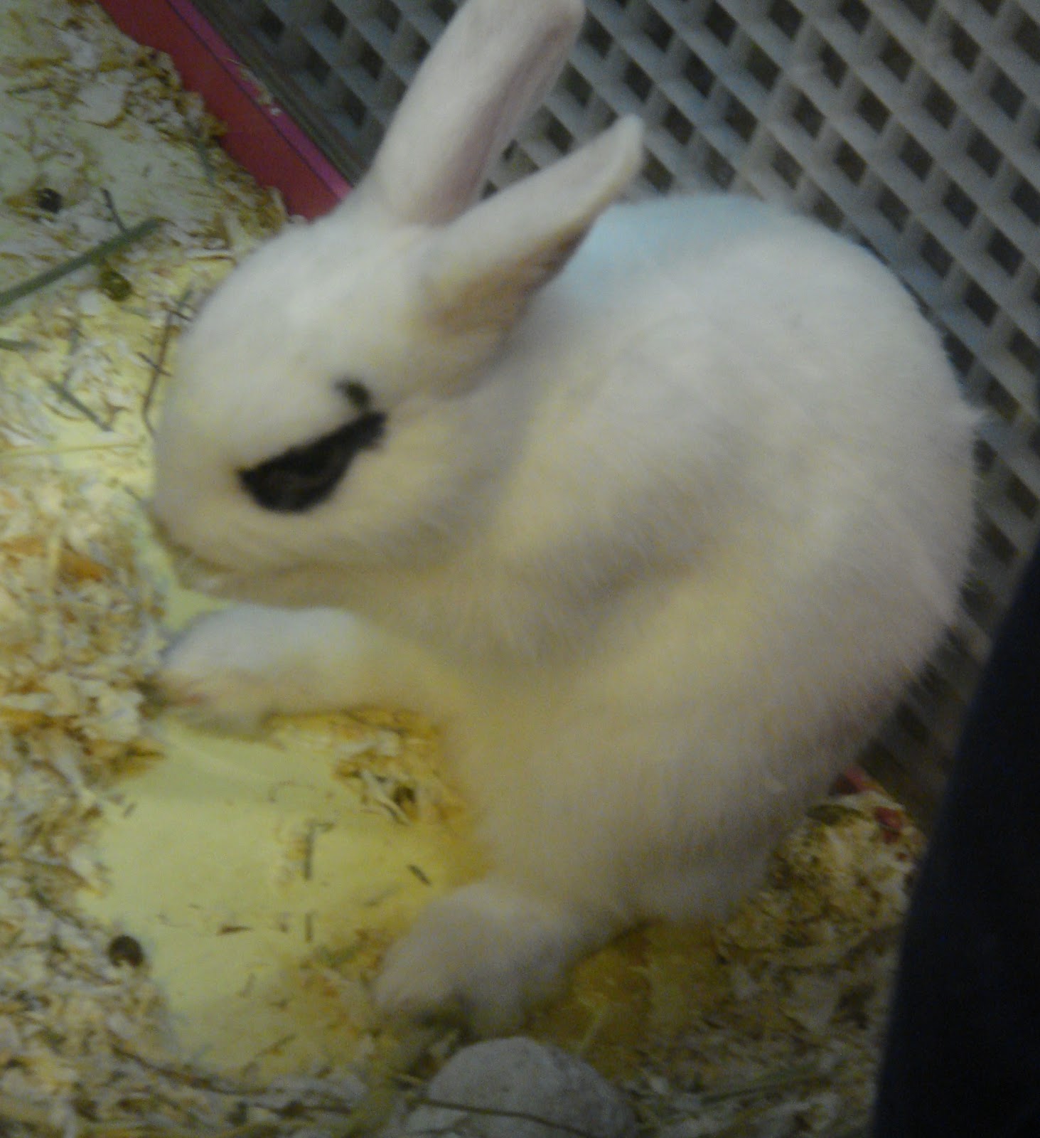 Supersupergirl's creature world Cute gothic rabbit with eyeliner accident!