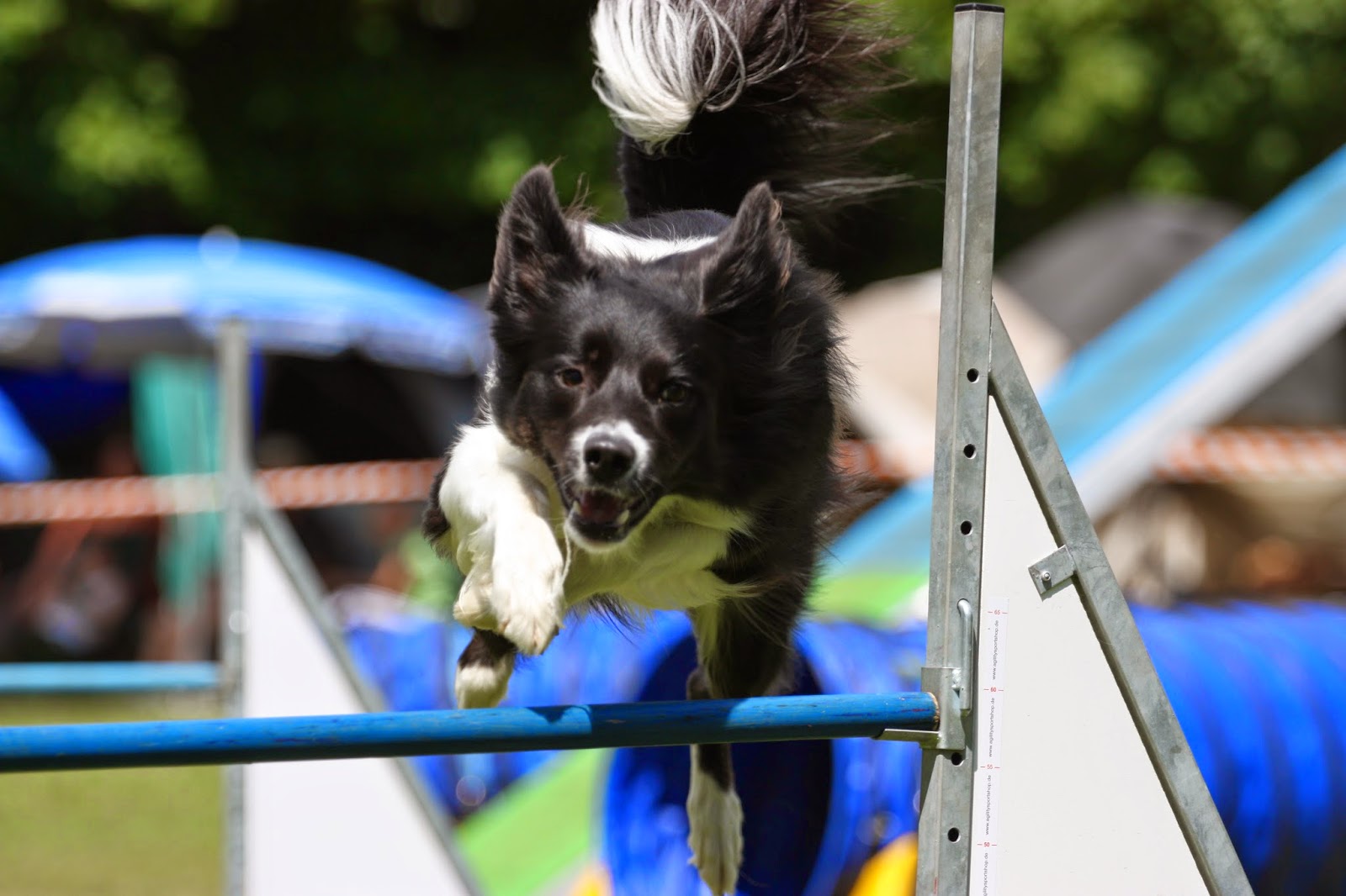 HSV Fetzige Hund� e.V. Juni 2014