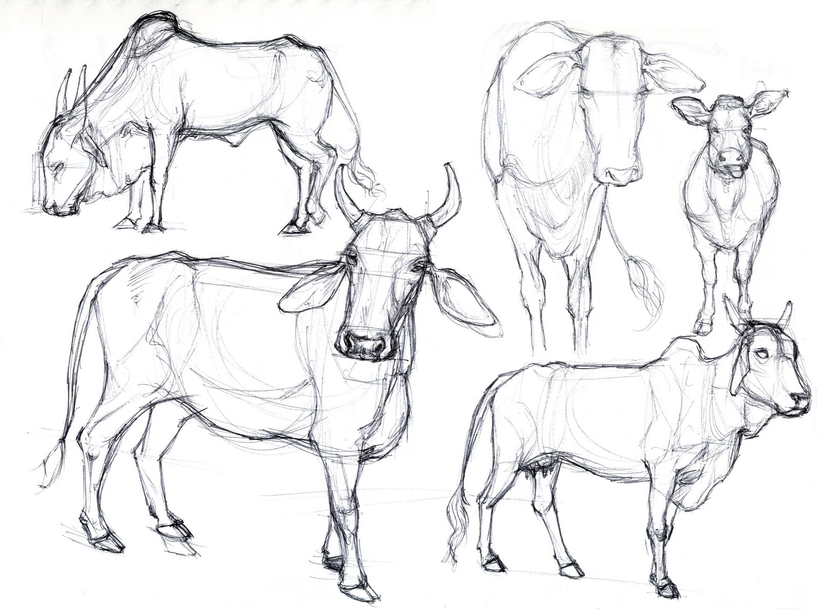 Art Kimistry Animal Drawings From Reference
