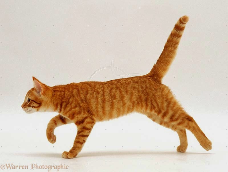 10 fotos de gatos correndo » Pets, Animais e Cia.