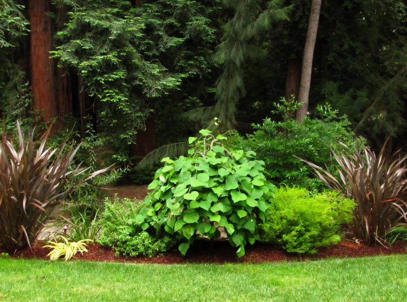 InterLeafings Two Redwood Grove Landscapes, Part 2