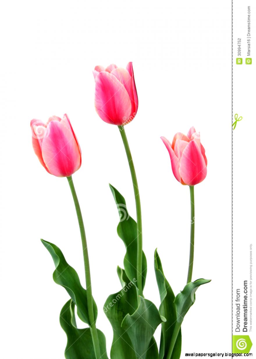 Three Pink Tulips On White Stock Photography Image 30994752 Three Pink Tulips On White Stock Photography Image 30994752