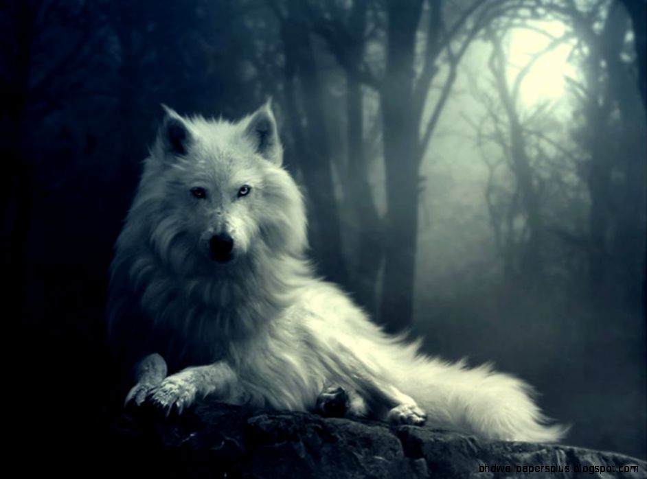 Beautiful White Wolf Beautiful White Wolf