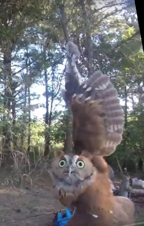 Angel rescue of an Owl caught in fishing line.