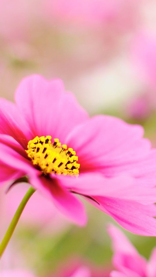 Pink Dahlia Macro Flower  Android Best Wallpaper