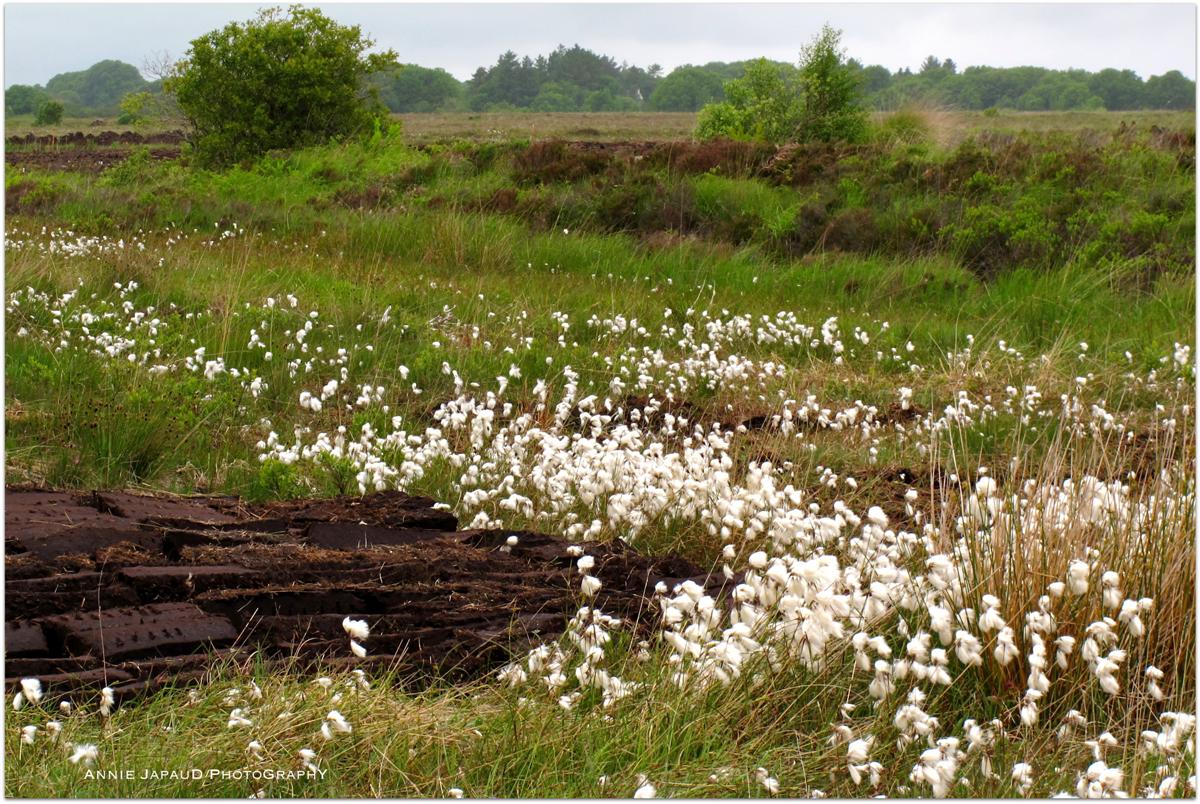 Postcards From Ireland The Fabulous Bog Lands