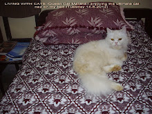 Queen cat Matahari on my bed, the perfect cat life of luxury.