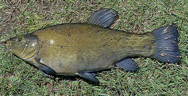 Artes de Pesca: VAMOS A PESCAR TENCA