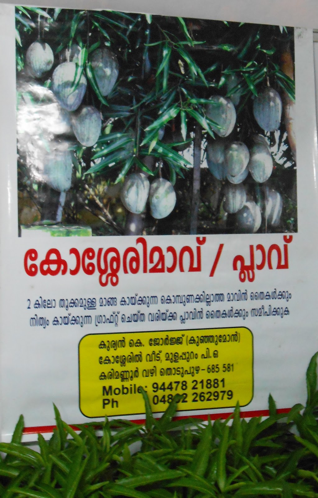 Featured image of post Steps to Make Kosseri Mango Taste