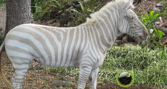 Albino Zebra Albino Zebra