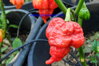 Butch T Scorpion seeds, Trinidad 7 Pot