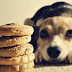 Como ayudar a perros obesos a bajar de peso