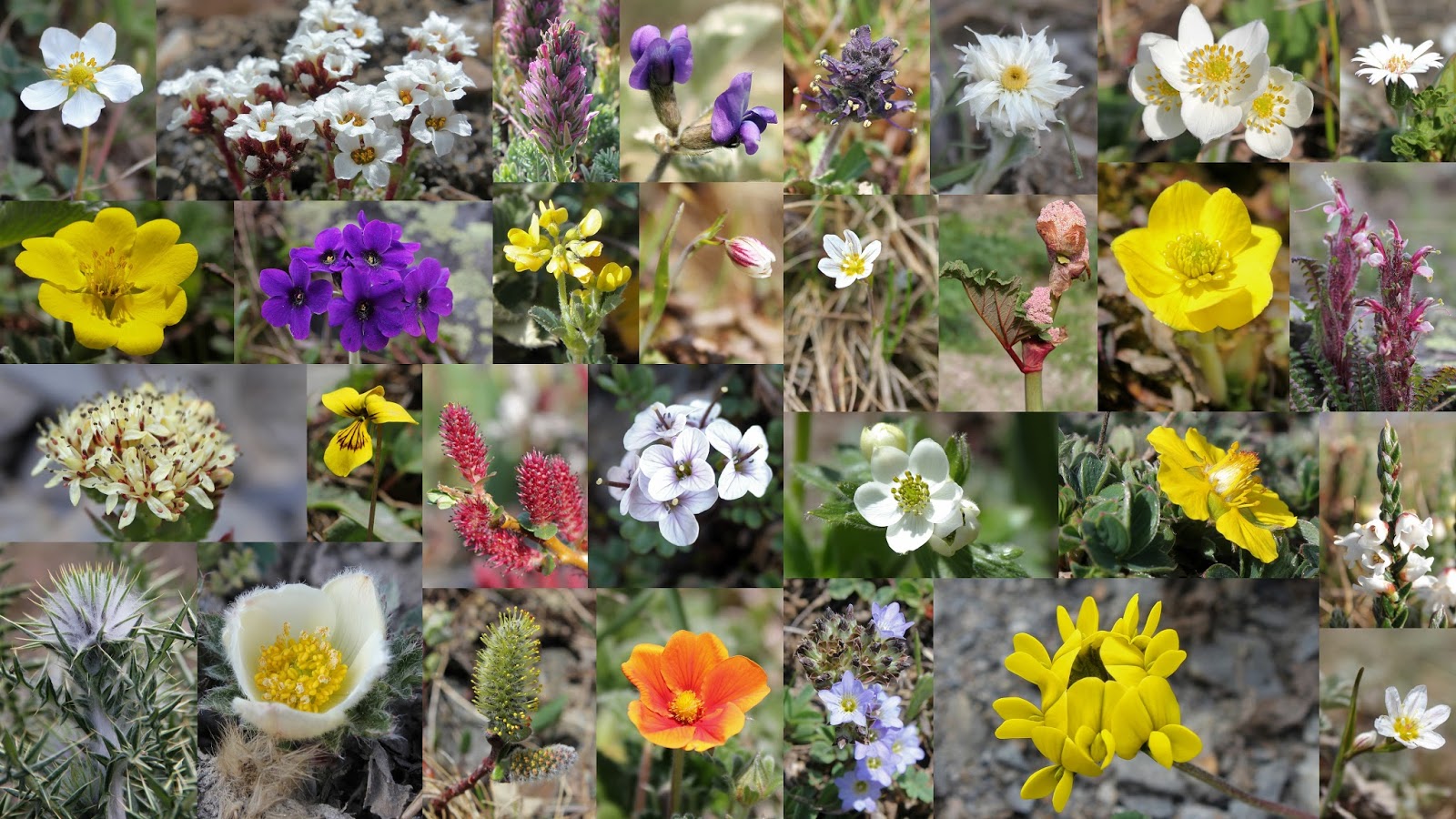 http//lalitventures.blogspot.in/ HIMALAYAN FLOWERS