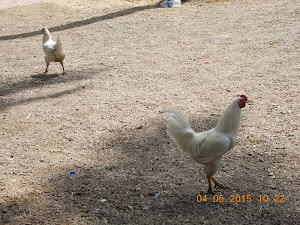 Pair of chickens on the hotel  grounds of "Sohil bar & Restaurant".