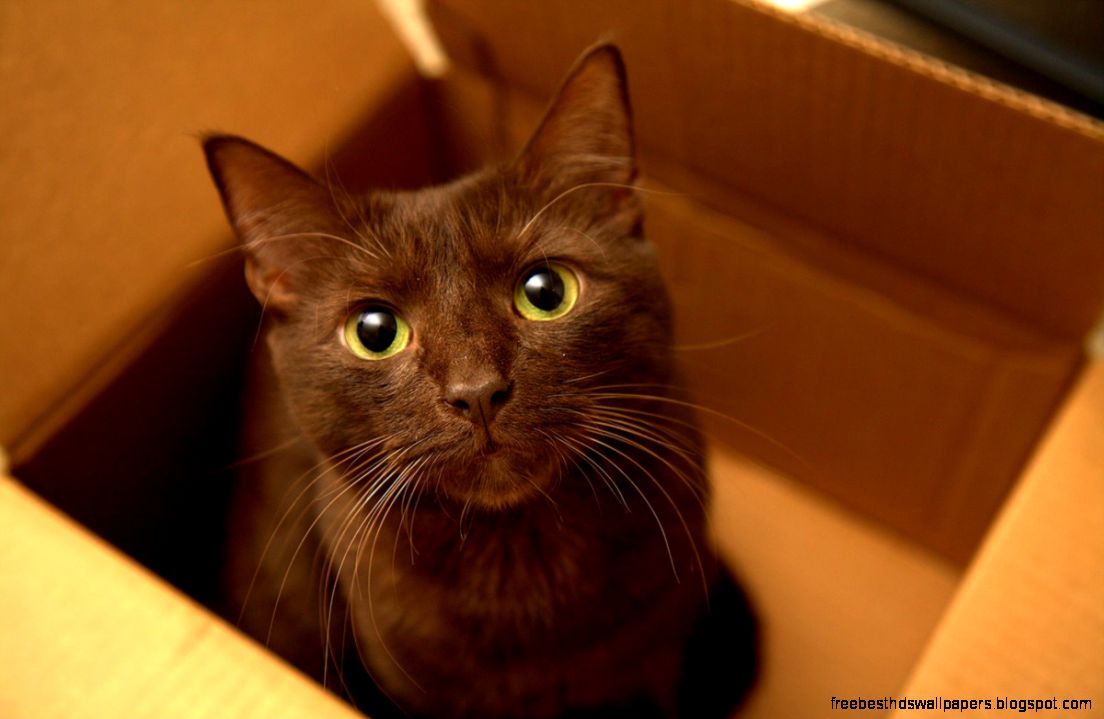 Havana Brown Cat Breed Havana Brown Cat Breed