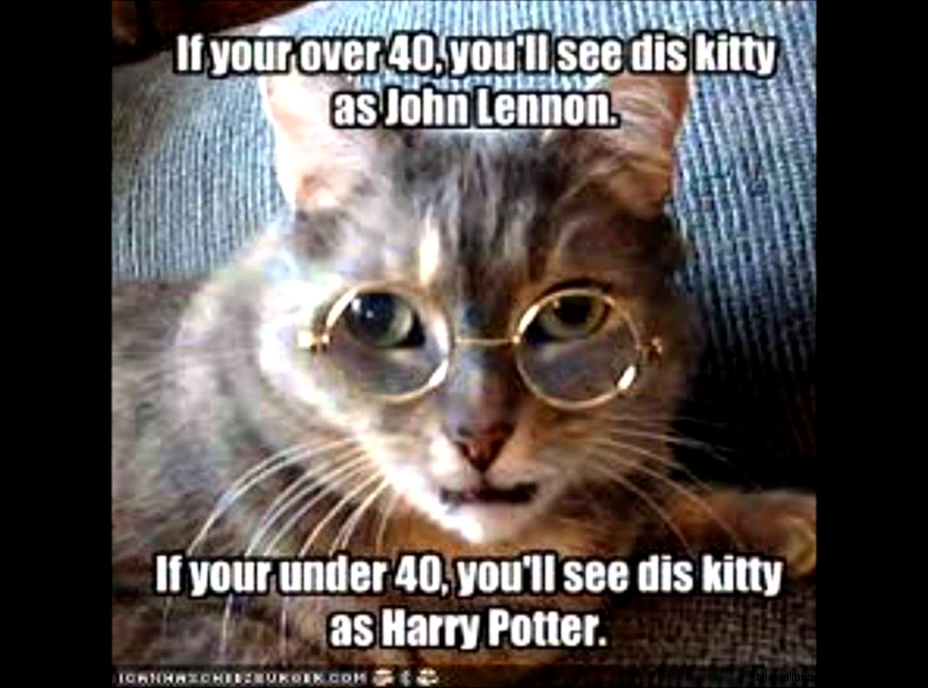 Funny Animal sayings YouTube Funny Animal sayings YouTube