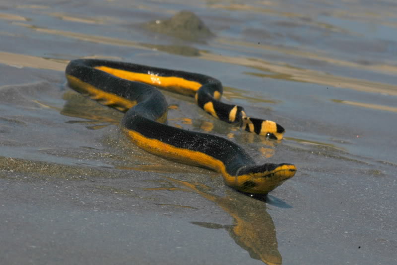Sea Snake Species