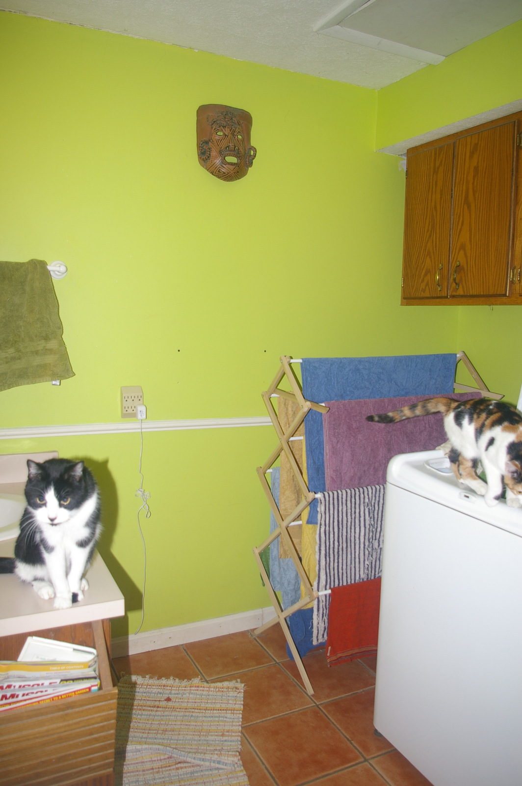 International Blue Doing Laundry with Cats